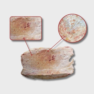 Вымя говяжье БЛОК (ОТ 4-х блоков)